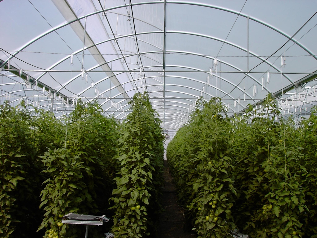 interior-invernadero-21